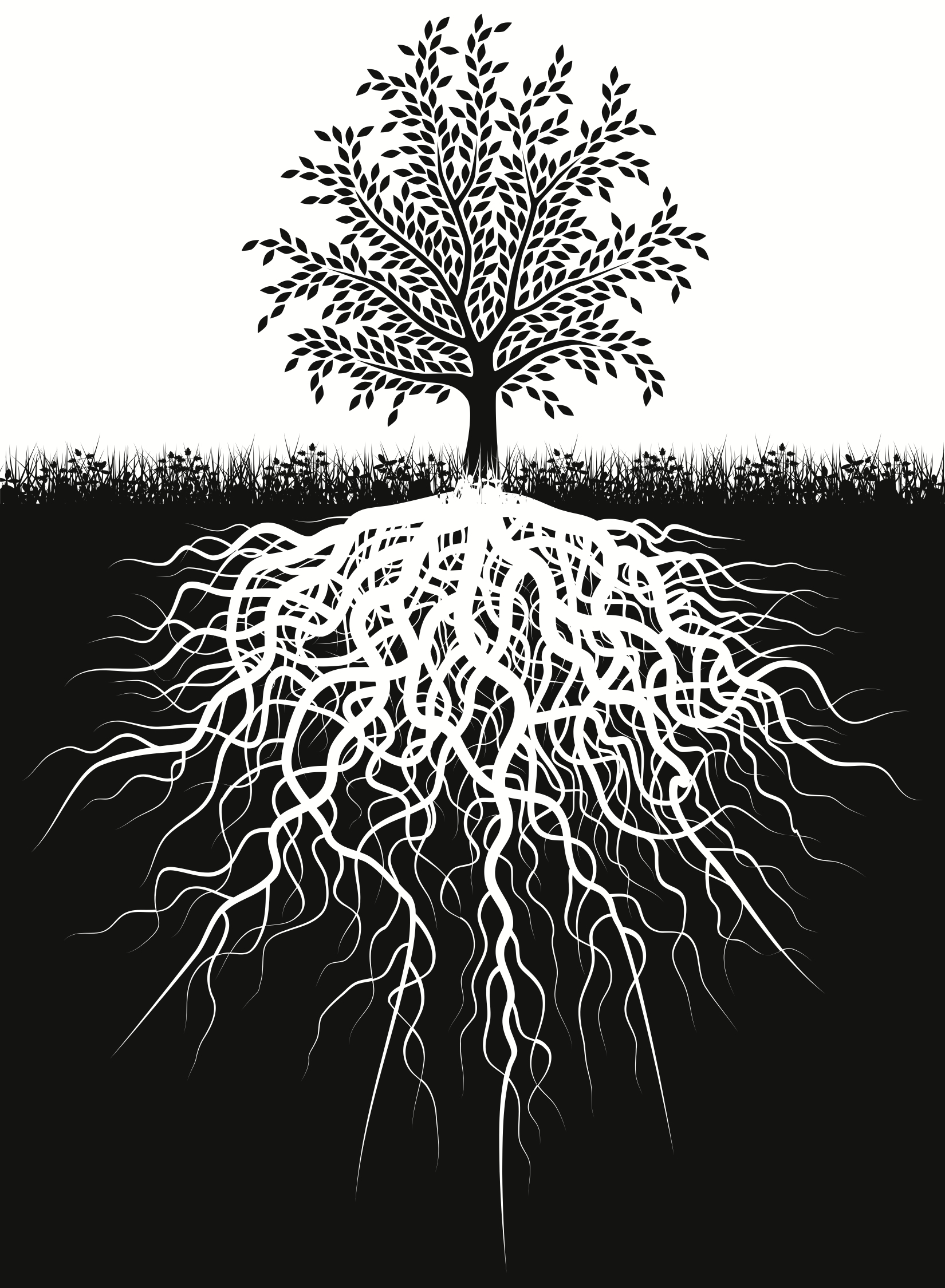 Tree-Roots B&W